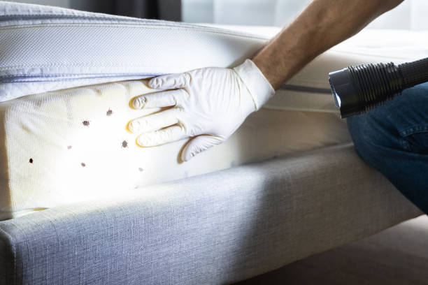 Best Wasp Removal Services  in Lakeland, GA